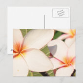 Roze Plumeria Bloesems Briefkaart (Voorkant / Achterkant)
