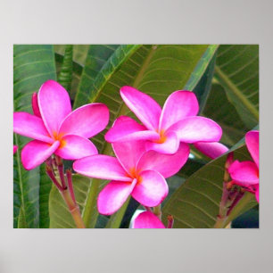 Roze Plumeria Flower Print