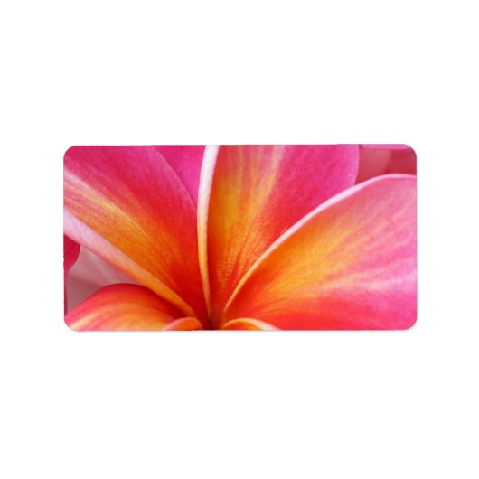 Roze Plumeria Frangipani Hawaii Flower Hawaiian Etiket (Voorkant)