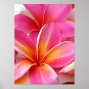 Roze Plumeria Frangipani Hawaii Flower Hawaiian Poster