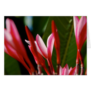 Roze Plumeria-kaart