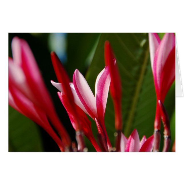 Roze Plumeria-kaart (Voorkant Horizontaal)