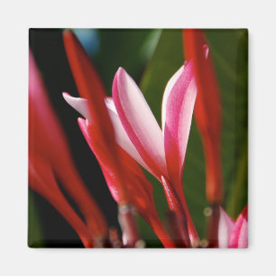 Roze Plumeria Magnet Magneet