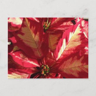 Roze Poinsettia Briefkaart