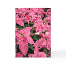 Roze Poinsietta Kerstkaart