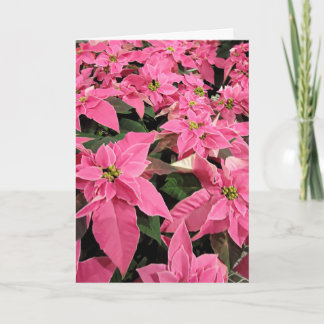 Roze Poinsietta Kerstkaart Feestdagen Kaart