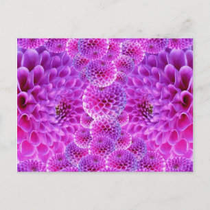 Roze Pom Dahlia Flowers Briefkaart