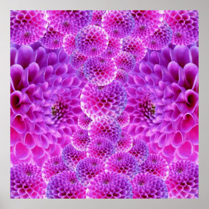Roze Pom Dahlia Flowers Poster