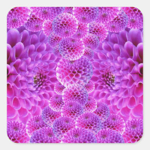 Roze Pom Dahlia Flowers Vierkante Sticker