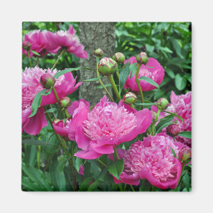 Roze pony-bloemen magneet