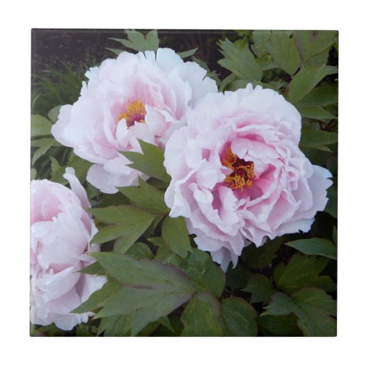 roze pony decoratieve Tegel Tegeltje (Voorkant)