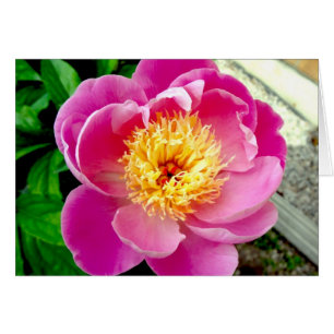 Roze pony Flower Blank-kaart