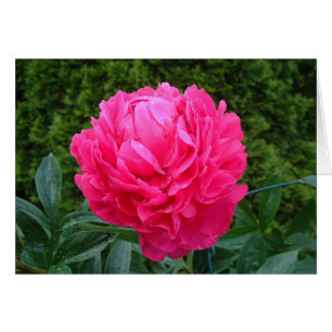 Roze pony-kaart