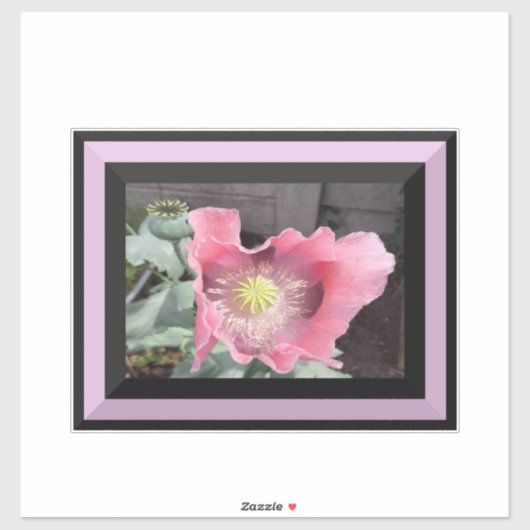 Roze Poppy met randje Sticker (Vel)