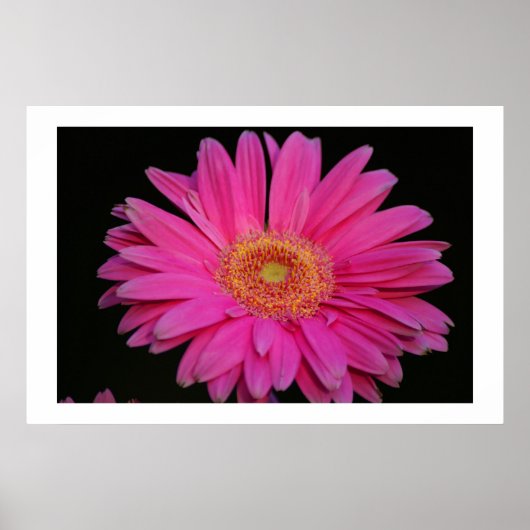 Roze Poster (Voorkant)