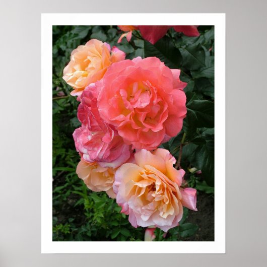 Roze Poster (Voorkant)