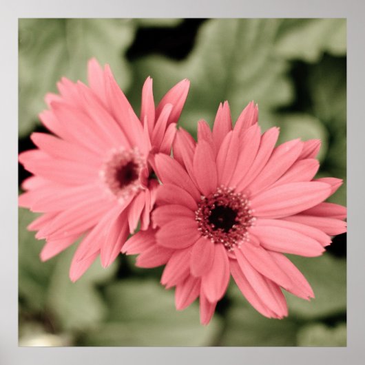 roze poster (Voorkant)