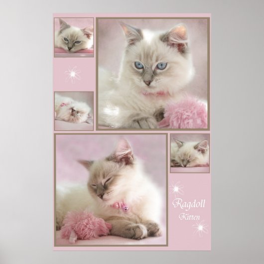 roze poster3 poster (Voorkant)