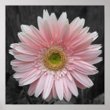 Roze poster 12x12