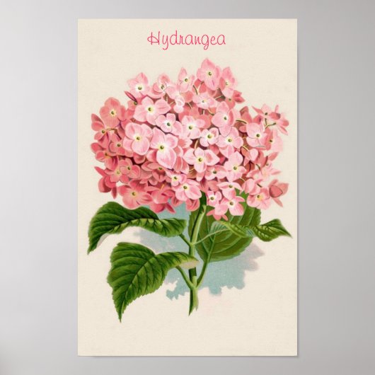 Roze Poster Hydrangea (Voorkant)