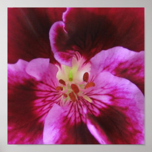 Roze Poster Pansy