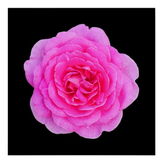 Roze Poster Perfect Poster (Voorkant)