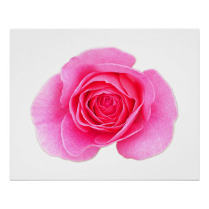 Roze Poster Perfect Poster
