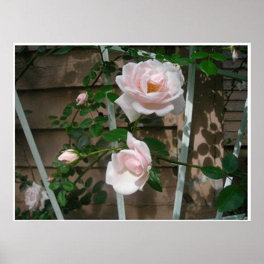 Roze Poster Petals (Voorkant)