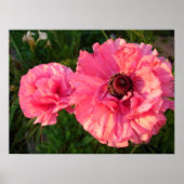 Roze Poster van Rannunculus Bulb Spring Garden Flo (Voorkant)