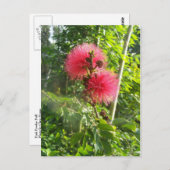 Roze Powder Puff Briefkaart (Voorkant / Achterkant)