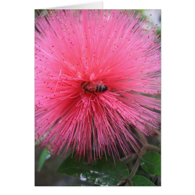 Roze Powderpuff en Bumble Bee (Voorkant)
