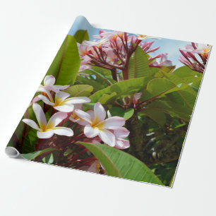 Roze pracht, roze frangipani bloeit op een boom cadeaupapier