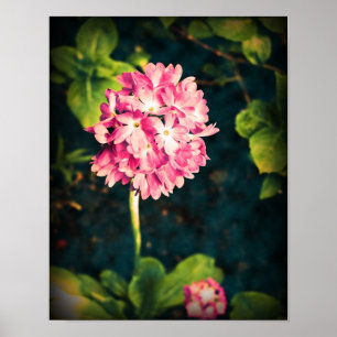 Roze Primula Flowers Poster
