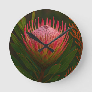 Roze Protea Bloem Exotische Bloei Ronde Klok