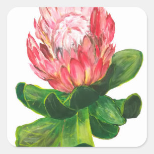 Roze protea, koning protea bloem, tropisch, afrika vierkante sticker