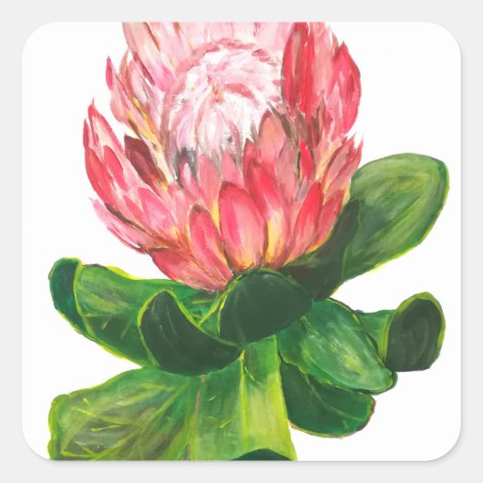 Roze protea, koning protea bloem, tropisch, afrika vierkante sticker (Voorkant)