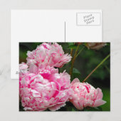  roze pruimen foto briefkaart (Voorkant / Achterkant)