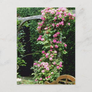 Roze Rambler Roos Francoise Juranville Over Pergol Briefkaart