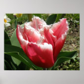 Roze rand Tulp afdrukken Poster (Voorkant)
