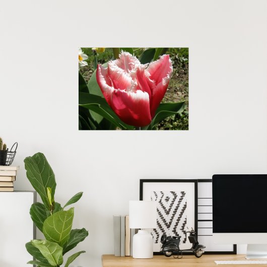 Roze rand Tulp afdrukken Poster (Thuiskantoor)