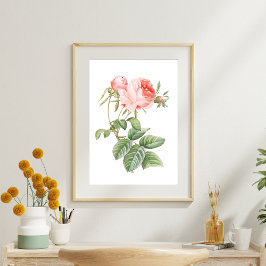 Roze Redouté  Roos Tissuepapier