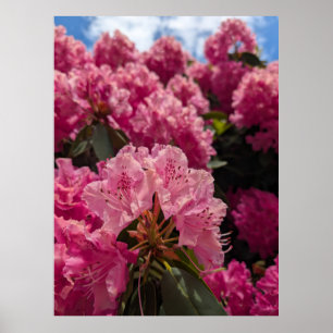 Roze Rhodeodendron Bloesems in Lentezonneschijn Poster