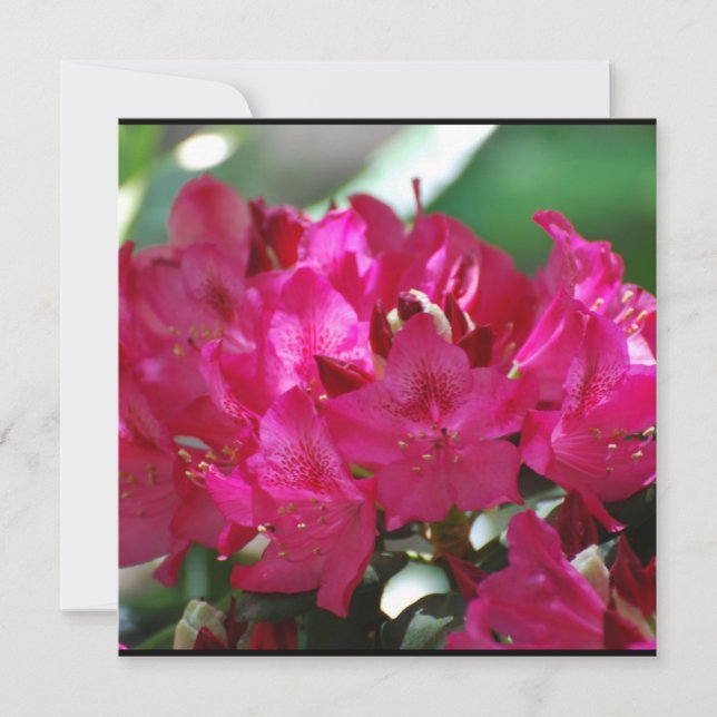  Roze Rhododendron (Voorkant)
