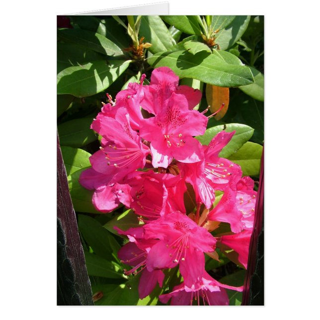 roze rhododendron (Voorkant)