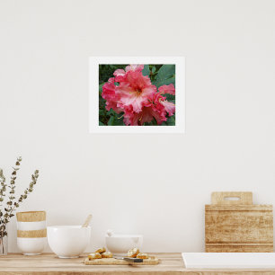 Roze Rhododendron Bloem Bloemfotografie Poster