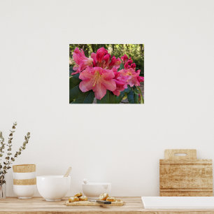 Roze Rhododendron Bloesem Bloemen Poster