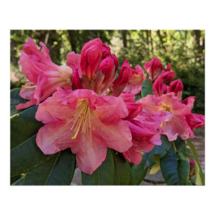 Roze Rhododendron Bloesems Bloemstuk Perfect Poster