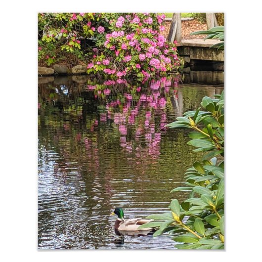 Roze Rhododendron Bloesems Waterreflectie Foto Afdruk (Voorkant)