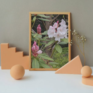 Roze Rhododendron Blooms Floral Foto Afdruk