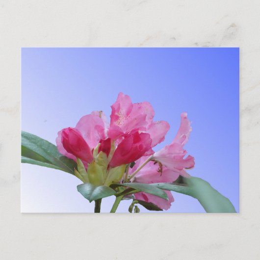 Roze Rhododendron Close Up DIY Briefkaart (Voorkant)